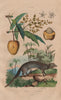 MAMMALS. Mangouste (Mongoose). Manguier (Mango Tree) 1833 old antique print