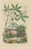 Manicou/Didelphis American Opossum. Bicolor ears. Marsupial. Manioc/Cassava 1833