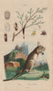 Manne (manna). Mannet ou Helamys (Jumping Hare) 1833 old antique print picture