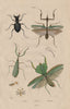Mante (mantis). Manticora (tiger beetle). Mantispidae (mantis flies) 1833