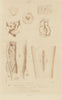 BREASTS. of the Opossum Platypus Echidna Dolphin 1833 old antique print