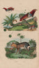 BIRDS/RODENTS. Manucode (King Bird of Paradise). Mara 1833 old antique print
