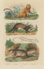 Marikina (Golden Lion Tamarin). Marmot. European polecat (Mustela putorius) 1833
