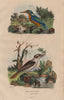 KINGFISHERS. Martin Pêcheur. Eurasian Kingfisher. Laughing Kookaburra 1833