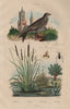 Martinet (Swift). Masaris vespiformis wasp. Massette (bulrush). Mastige 1833