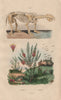 Megatherium. Melaleuca alternifolia (narrow-leaved Tea-Tree) 1833 old print