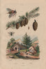 Melecta (Cuckoo bee). Méléze (Larch). Mélipona (Stingless Bee) 1833 old print