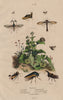 MEMBRACIDAE. Treehoppers. Thorn bugs. Insects. Membraces 1833 old print