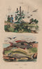 Mendoles (African sicklefish Spadefishes Percoids). Menthe (Mint) 1833 print