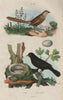 BIRDS. Merion (Fairywren). Merle (Blackbird) commun 1833 old antique print
