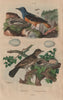 THRUSHES. Merle roche (Merle Rock). Merle grive ordinaire (Mistle thrush_ 1833