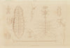 LEPIDOPTERA. Métamorphoses. Metamorphosis. Pl. I 1833 old antique print