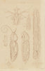 LEPIDOPTERA. Métamorphoses. Metamorphosis. Pl. II 1833 old antique print
