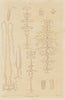 INSECTS. Métamorphoses. Metamorphosis. Pl. III 1833 old antique print picture