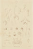 CRUSTACEANS. Métamorphoses. Metamorphosis. Pl. VI 1833 old antique print