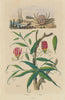 Méthonique (Gloriosa Superba). Micippa cristata (Spider Crab) 1833 old print