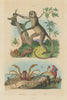 Green Huntsman spider. Mictyris(Soldier crab).Muriqui(woolly spider monkey) 1833
