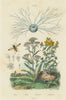 Flower Fly. Miliolida. Yarrow. Hypericum perforatum (St John's wort) 1833