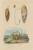 CRUSTACEANS. Mithrax crab. Mithraculus. Mitra Mitra (Episcopal miter) 1833