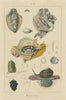 MOLLUSCS. Mollusques. Anatomy I 1833 old antique vintage print picture