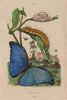 LEPIDOPTERA. Morpho Menelaus (Blue Morpho) butterfly 1833 old antique print