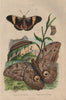 Morpho/Pavonia Euryloque (Owl Butterfly).Morpho/Brassolide du Sophora. Moth 1833
