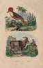 Moucherolle Couronné (Crowned Flycatcher). Mouflon (wild sheep) 1833 old print