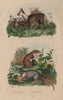 Musaraigne. Greater white-toothed shrew. Grey shrew. Musc (Musk deer) 1833