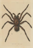 TARANTULA SPIDER. Mygale de Leblond (Goliath birdeater) 1833 old antique print