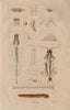 MYRIAPODS ANATOMY. Myriapoda. Arthropods 1833 old antique print picture