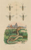 ANIMALS. Myzininae (Typhiid wasps). Naja (Cobra) 1833 old antique print