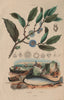 Napoléone (Napoleonaea). Narval (Narwhal) 1833 old antique print picture