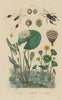 Nelumbo (Lotus). Nématope. Nénuphar (Waterlily) 1833 old antique print picture