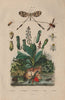 Tangle-veined fly. Spoonwing. Water scorpion. Tropical pitcher plant 1833