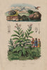Neritina freshwater snails. Nicotiana (tobacco plant) 1833 old antique print