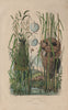WARBLER NESTS. Golden-headed Cisticola. Reed warbler. Sea Sparkle 1833 print