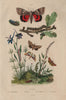 MOTHS Pease Blossom. Golden. Beautiful Yellow/Dark Crimson Underwing 1833