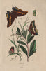 BUTTERFLIES Two-tailed Pasha/Foxy Emperor. Cramer's Eighty-eight 1833 print