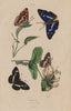BUTTERFLIES. Purple Emperor. Apatura Iris. Camille. Southern White Admiral 1833