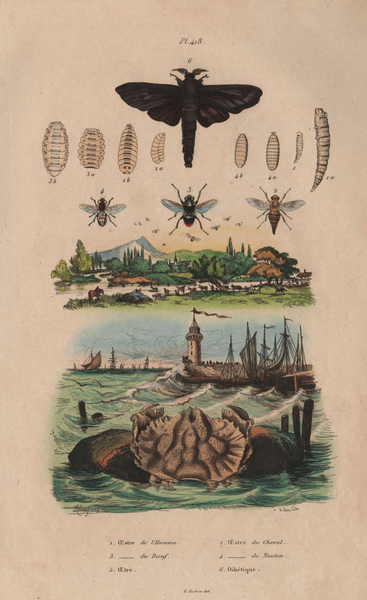 Human Goat Cow Sheep Botfly Botflies. Oyster. Oiketicus moth 1833 old ...