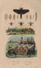 Human Goat Cow Sheep Botfly Botflies. Oyster. Oiketicus moth 1833 old print
