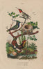 HUMMINGBIRDS. Ruby-Topaz Ruby-Throated Delalande. Oiseau-Mouche 1833 old print