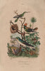 HUMMINGBIRDS. Green and white. Tufted Coquette. Violetear 1833 old print