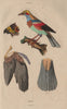 BIRD ANATOMY. Oiseaux. Parts of a bird 1833 old antique vintage print picture