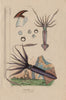 MOLLUSCS. Ommastrèphe Géant (Giant Squid) des pècheurs 1833 old antique print