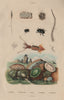 Onchidium sea slugs.Onychoteuthis squid.Onitis/Ontophagus beetles.Opegrapha 1833
