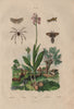 Ophrys orchid.Tussock Moth.Alucita/Twenty-plume Moth.Oribatida/moss mite 1833
