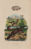 PLATYPUS. Ornithorhynque (Platypus). Mammals 1833 old antique print picture