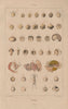 REPRODUCTIVE SYSTEM. Ovologie Ovology III. Eggs. 1833 old antique print