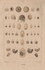 REPRODUCTIVE SYSTEM. Ovologie Ovology IV. Eggs. 1833 old antique print picture